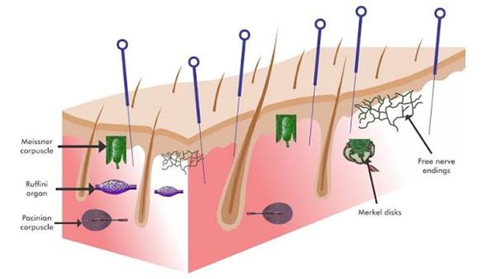Dry needling is generally well tolerated